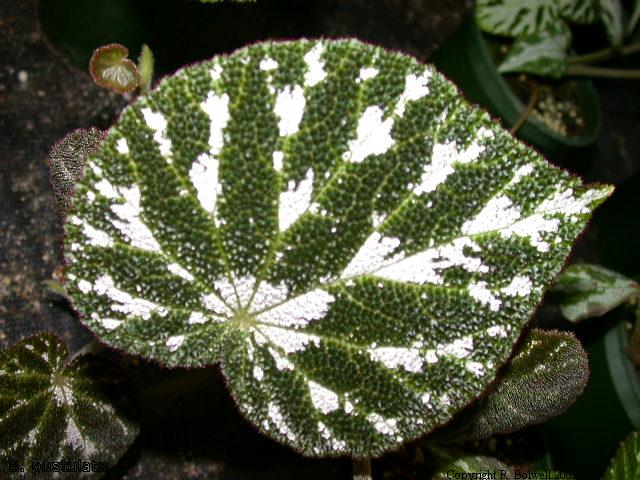 B. pustulata